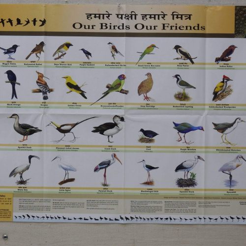 Bird Chart