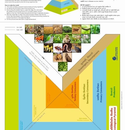 Make an Ecological Pyramid (50 Nos.)