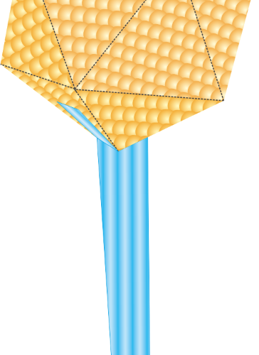 Make a Bacteriophage Model (50 Nos.)