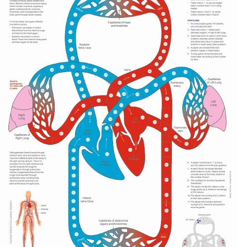 Human Blood Circulatory System (25 Sets)