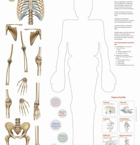 Make a Human Skeleton System (50 Nos.)