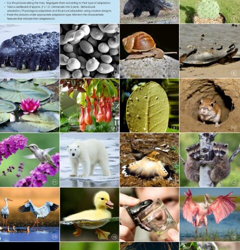 Make Types of Adaptations Chart (50 Nos.)