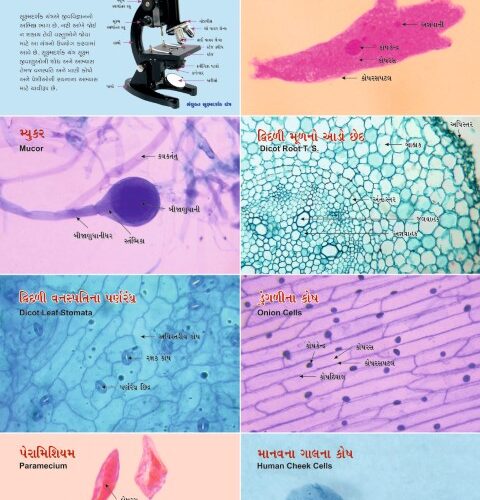 Sukshma Darshi Saranchano Shikho (50 Nos.)