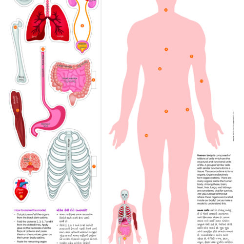 Human Body Organ (50 Nos.)