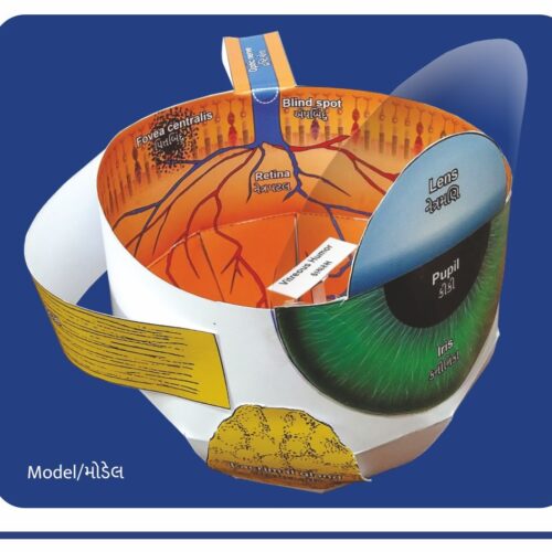 Make a Human Eye Model (50 Nos.)