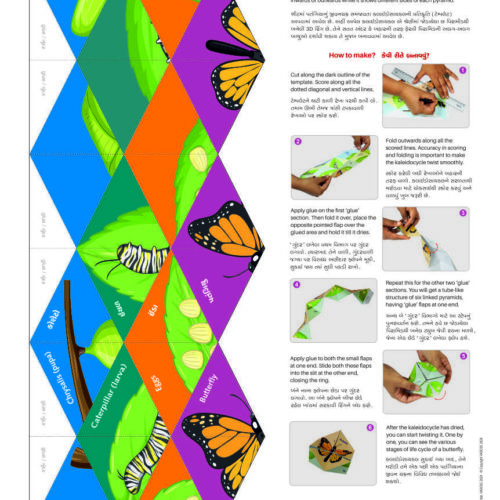 Life Cycle of a Butterfly (50 Nos.)